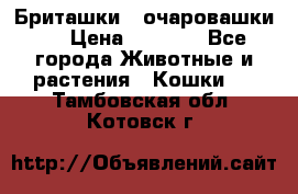 Бриташки - очаровашки.  › Цена ­ 3 000 - Все города Животные и растения » Кошки   . Тамбовская обл.,Котовск г.